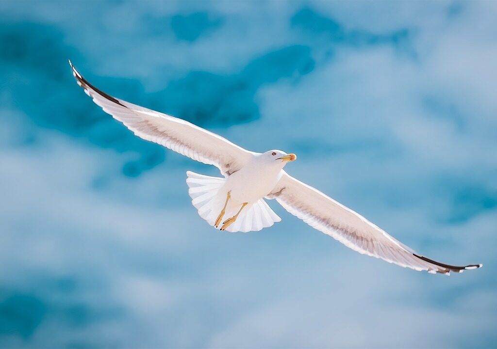 bird, seagull, ornithology-2444497.jpg